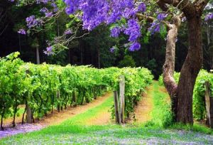 Bago Vineyards - Accommodation Redcliffe