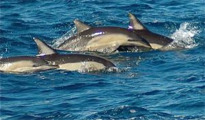 Dolphin Swim Australia - Accommodation Redcliffe