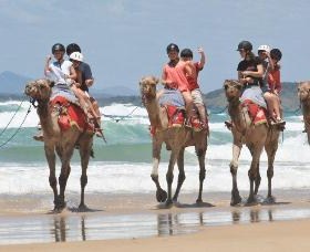 Camel Rides with Coffs Coast Camels - Accommodation Redcliffe