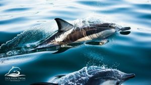 Dolphin Swim Australia - Accommodation Redcliffe
