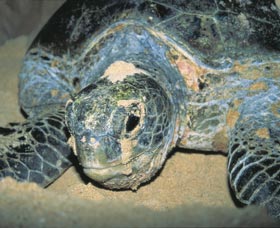 Turtle Nesting Season - Accommodation Redcliffe
